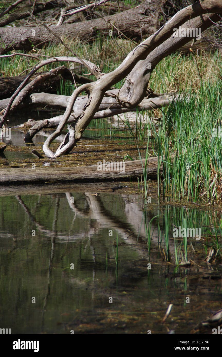 Trockene Zweige am Ufer des Sees. Spiegelbild im Wasser des alten Zweigen. Stockfoto