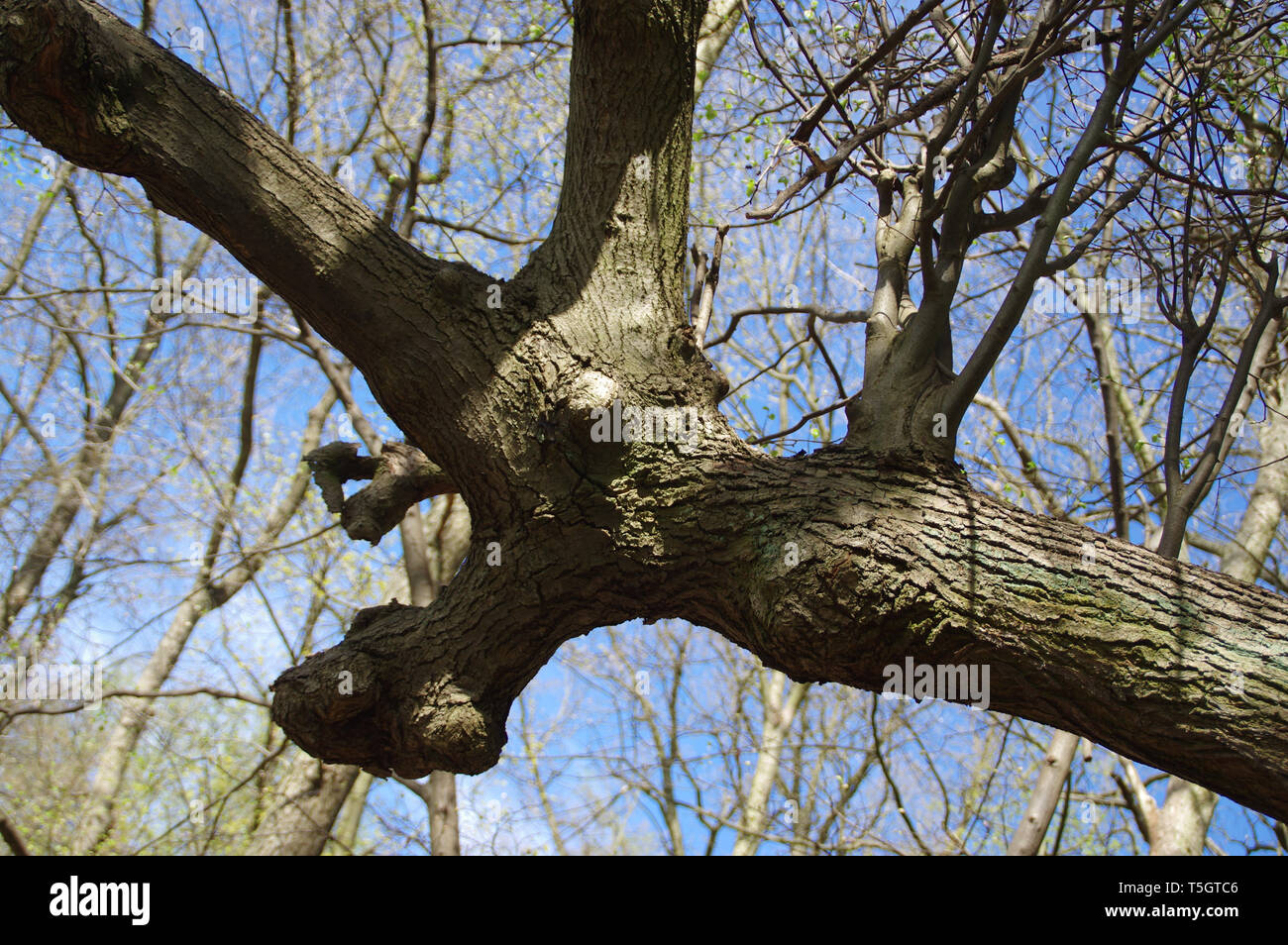 Alte verzerrt. Ungewöhnliche Baum im Nationalpark. Stockfoto