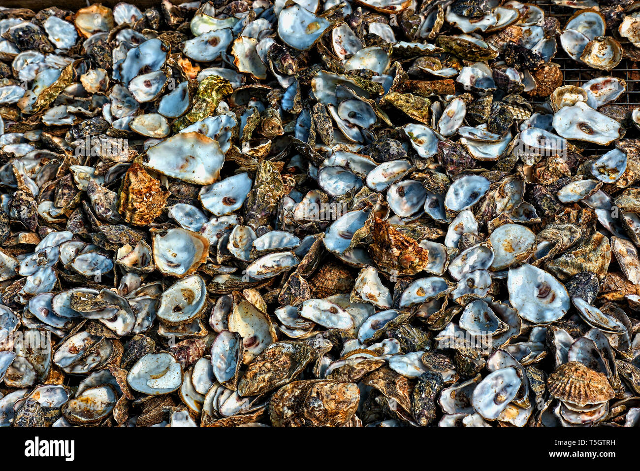 Ein Haufen von Austernschalen in Whitstable Stockfoto