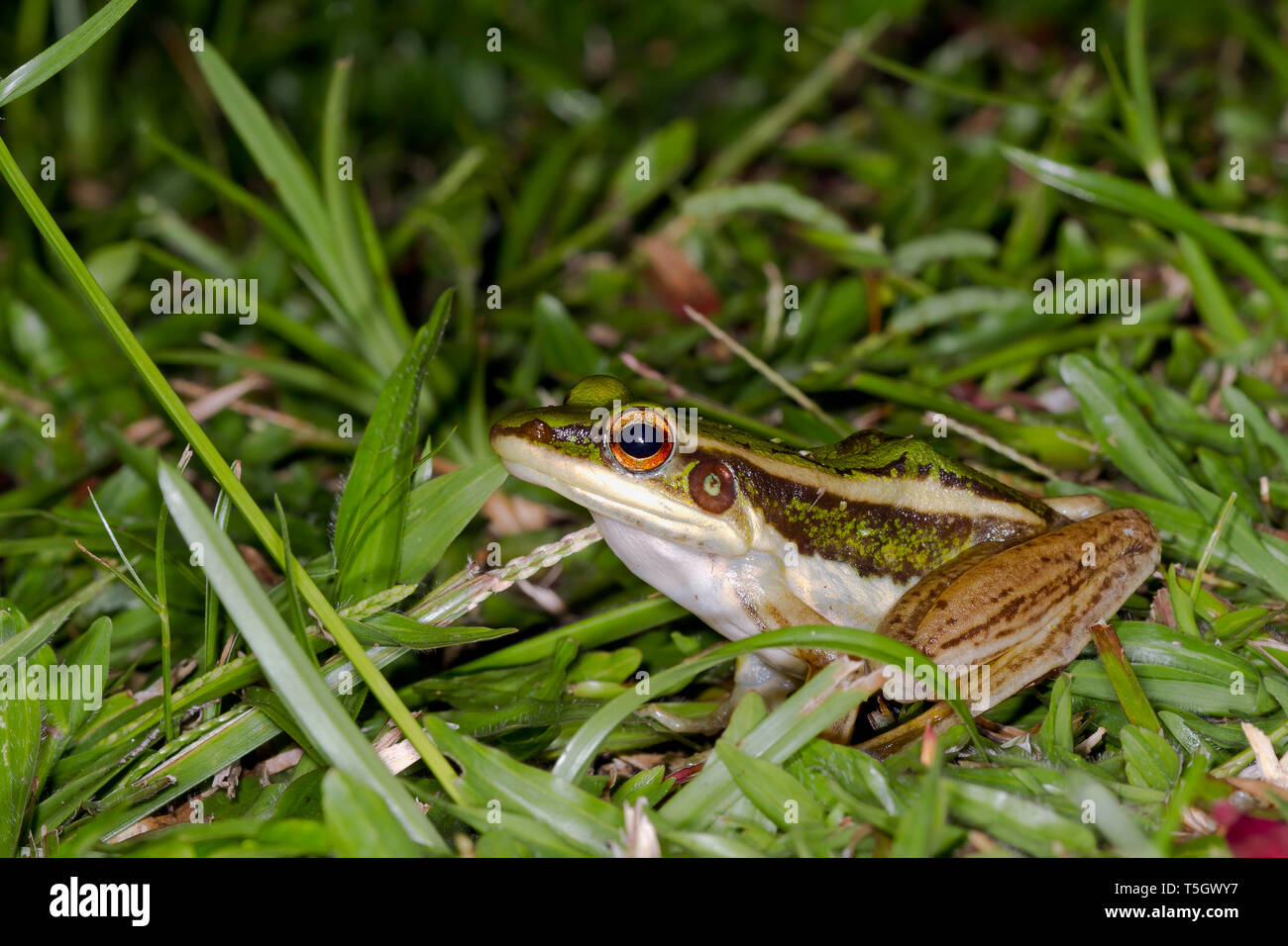 Malaysia, Borneo, Sabah, Naturpark, gemeinsame Green frog, Hylarana erythraea Stockfoto