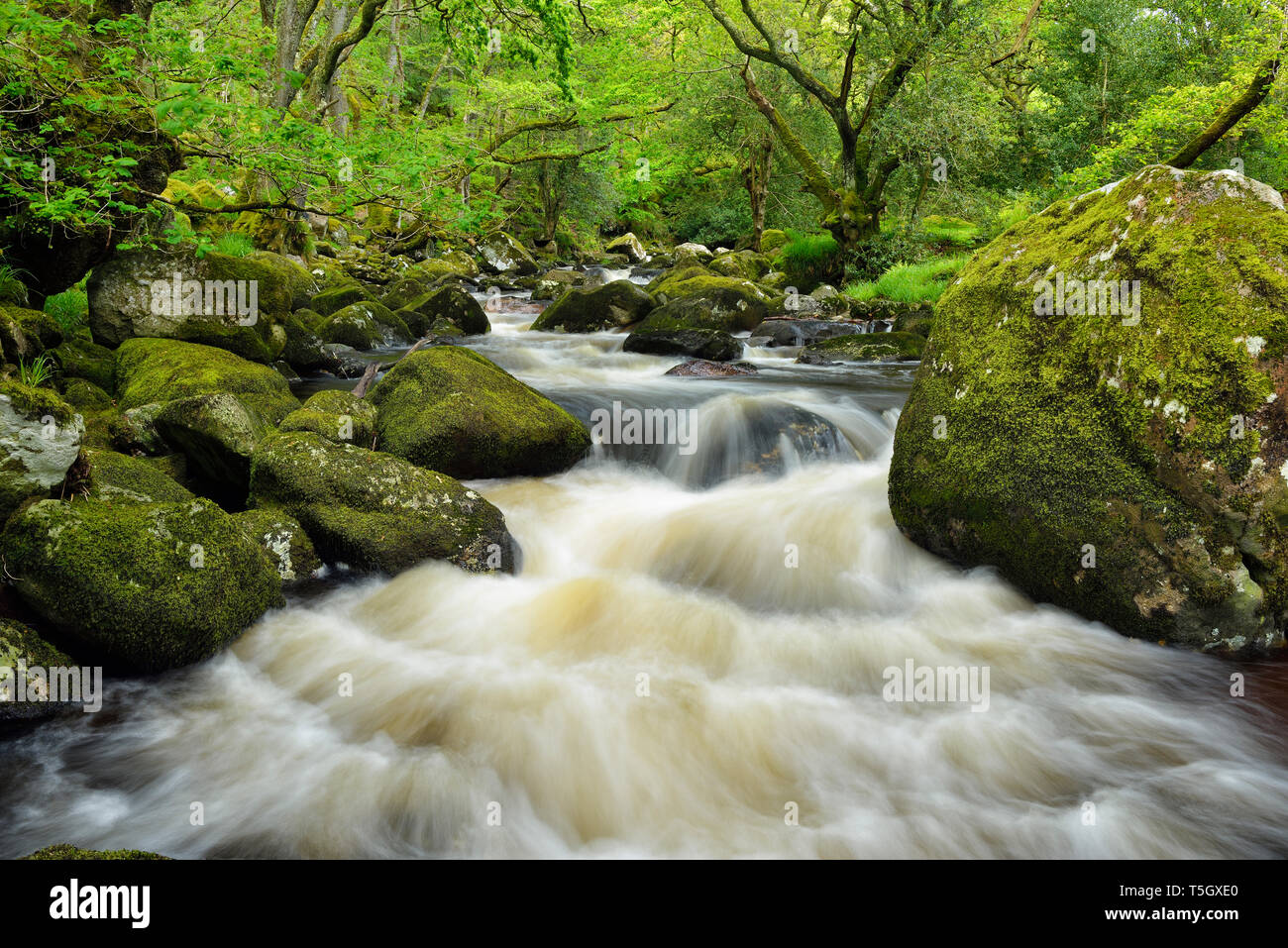 Flusses Plym, Dewerstone Dewerstone Holz, Holz,, Nationalpark Dartmoor, Devon, England, Vereinigtes Königreich Stockfoto
