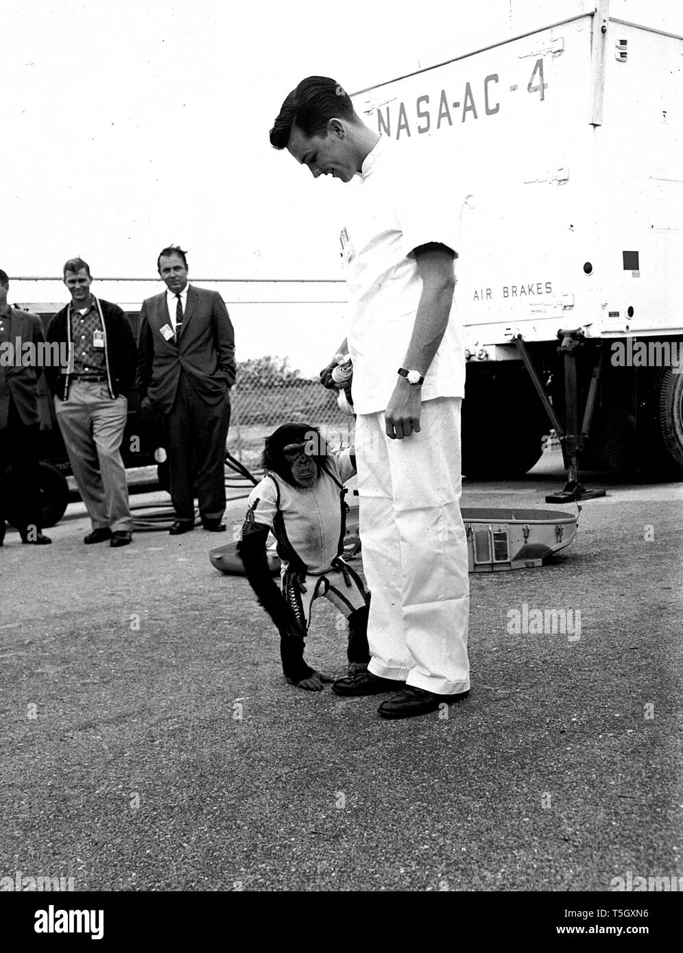 Dompteur, Schinken, der erste Schimpanse je in den Weltraum zu reiten, Cape Canaveral, Florida, 1961. Mit freundlicher Genehmigung der Nationalen Luft- und Raumfahrtbehörde (NASA). () Stockfoto