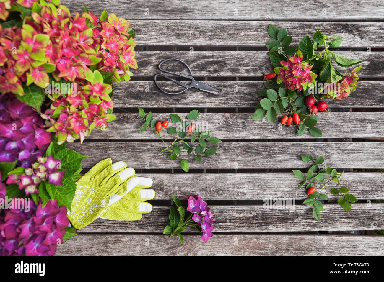 Hortensien und Hagebutten, Gartenarbeit Handschuhe und Schere auf Garten Tisch Stockfoto