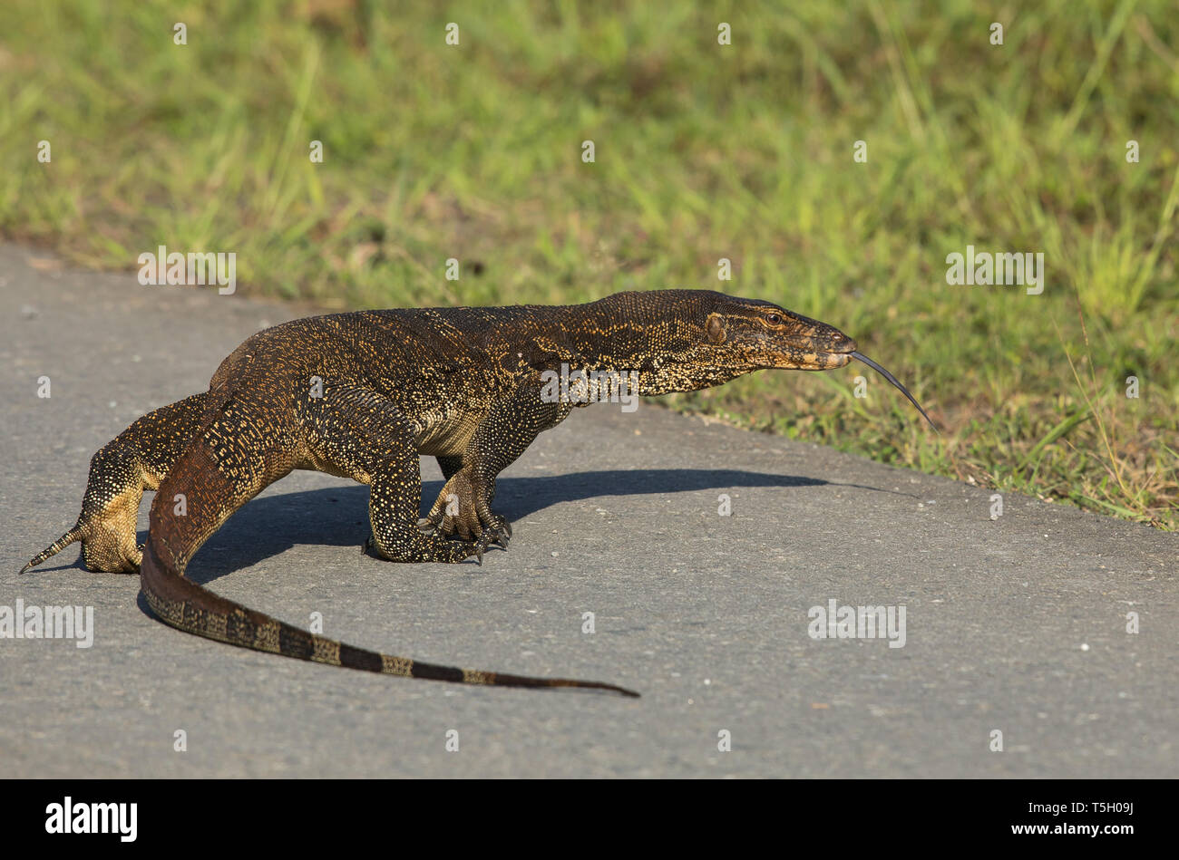 Borneo, Sabah, Waran, Varanus Salvator Stockfoto