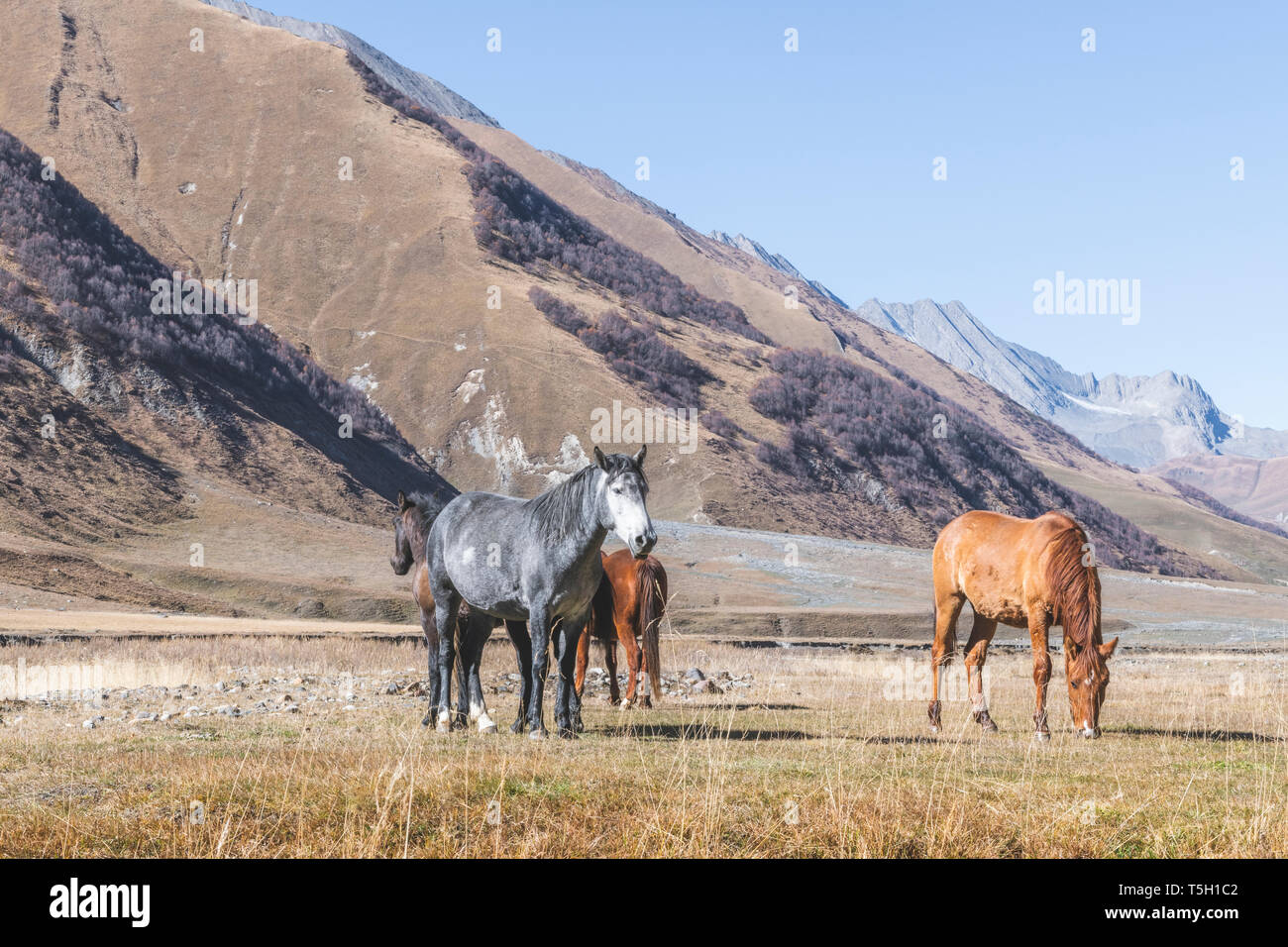 Georgien, Kaukasus, Pferde auf truso Schlucht Stockfoto