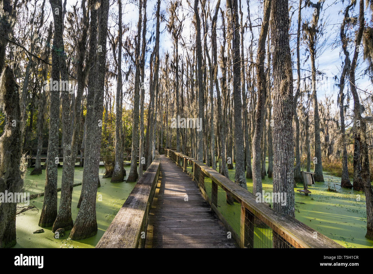 USA, South Carolina, Charleston, tote Bäume in den Sümpfen der Magnolia Plantation Stockfoto