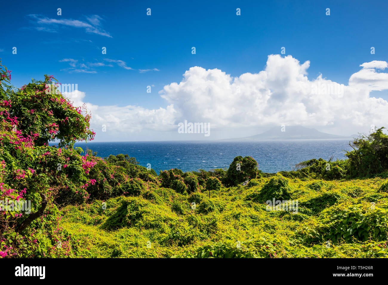 Karibik, Niederländische Antillen, St. Eustatius, üppige Vegetation Stockfoto