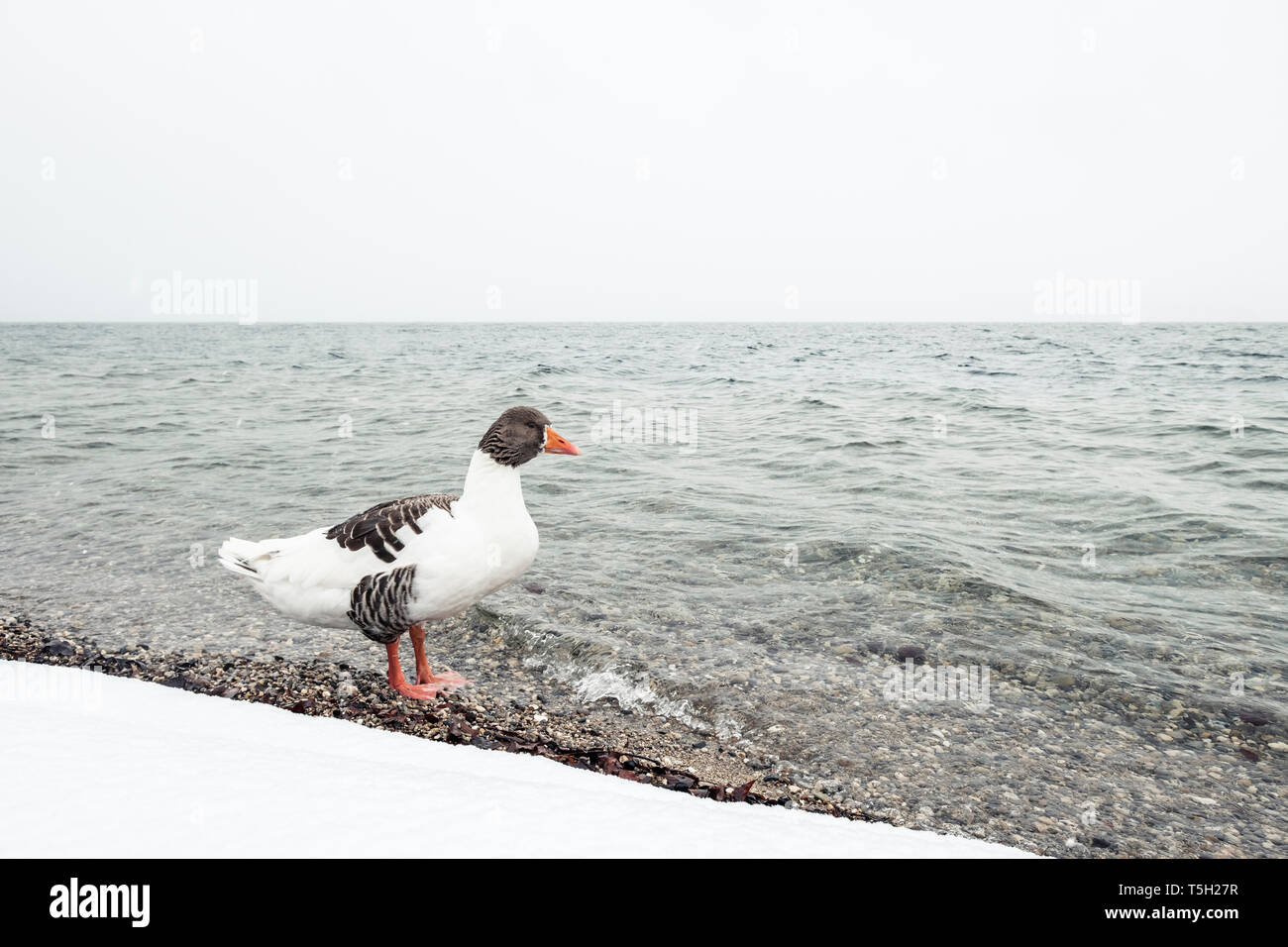 Grey Goose, Anser anser, am Starnberger See im Winter Stockfoto