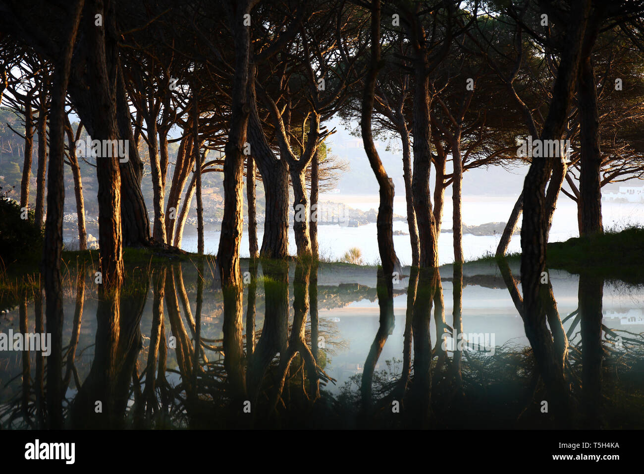 Spanien, Cala S'Alguer, Costa Brava, Bäume im Wasser in der Dämmerung spiegelnde Stockfoto