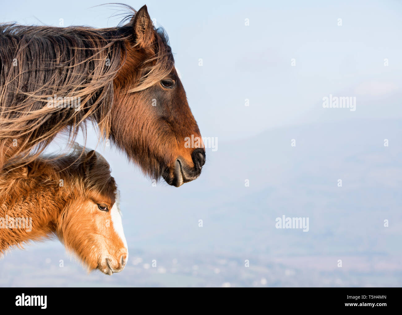 Vereinigtes Königreich, Brecon Beacons, wilde Pferde, Mutter und junges Tier Stockfoto