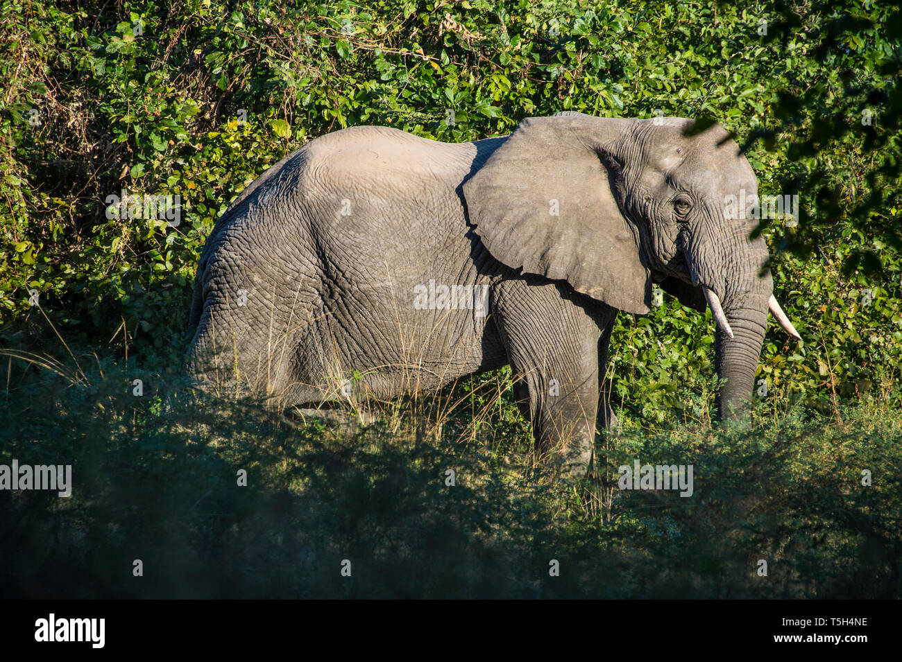 Sambia South Luangwa National Park, Afrikanischer Elefant Stockfoto