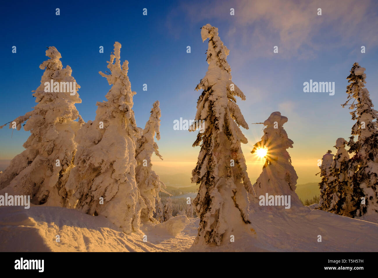 Deutschland, Bayern, Bayerischer Wald im Winter, Großer Arber, Arbermandl, verschneiten Tannen bei Sonnenuntergang mit einer Kappe bedeckt Stockfoto