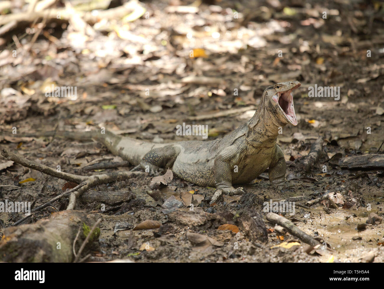 Borneo, Sabah, Waran, Varanus Salvator, Gähnen Stockfoto