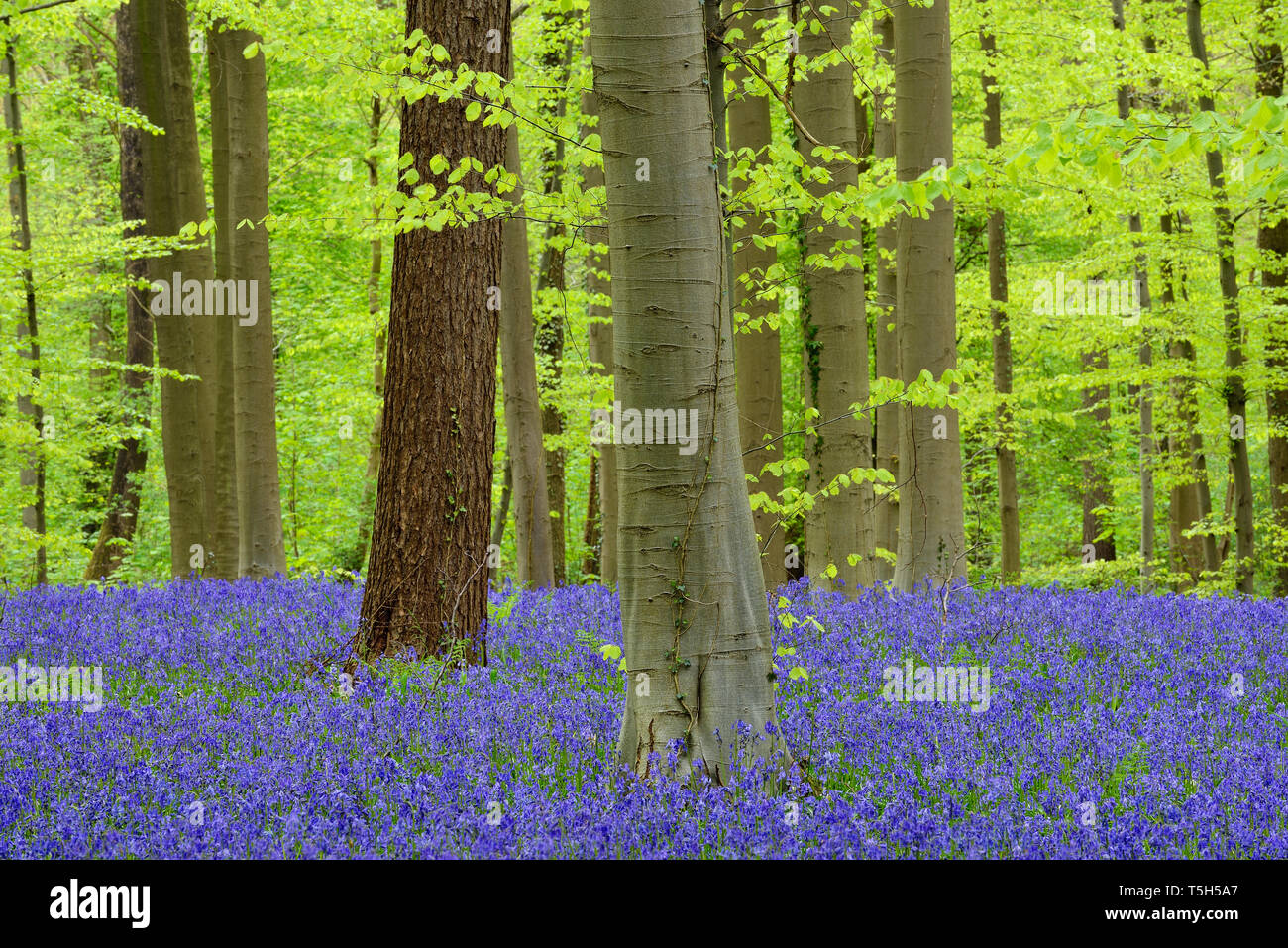Bluebell Blumen in einem Laubwald im frühen Frühling, Hallerbos, Flandern, Belgien Stockfoto