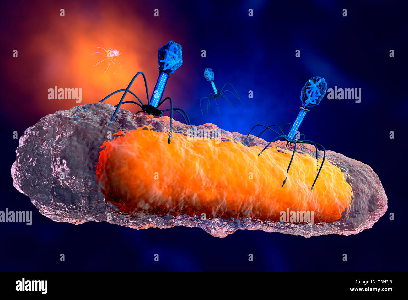 3D-Darstellung einer anatomisch korrekten Gruppe von Bakteriophagen Viren Angreifen einer Bakterien Stockfoto