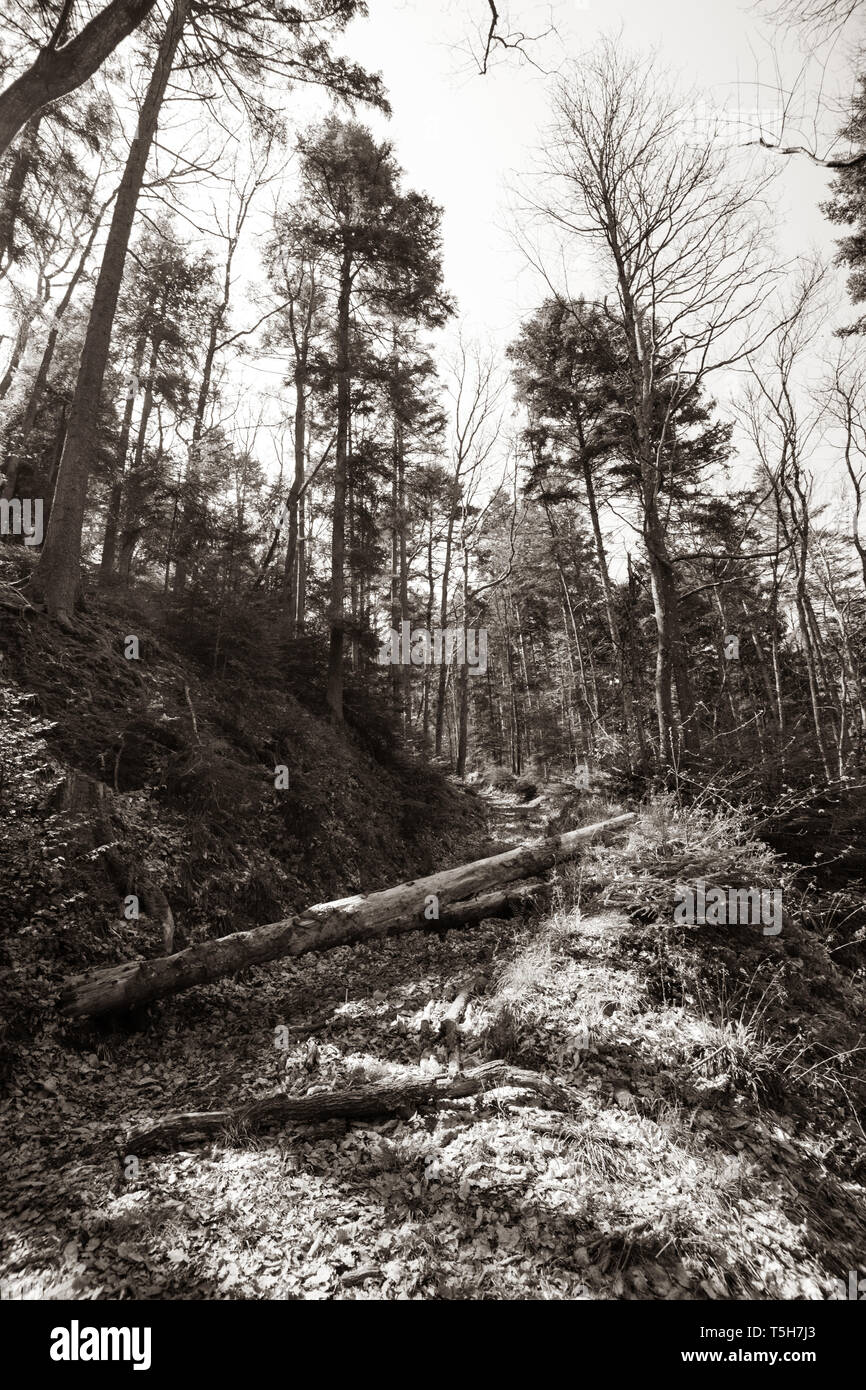 Sepia getonten Bild von Pinienwald in Ribeauville im Elsass Frankreich früh im Frühling Stockfoto