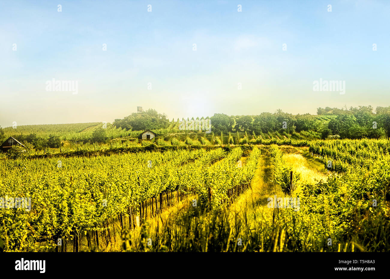 Malerische Weinberge Hügel im Spätsommer bei Sonnenuntergang Stockfoto