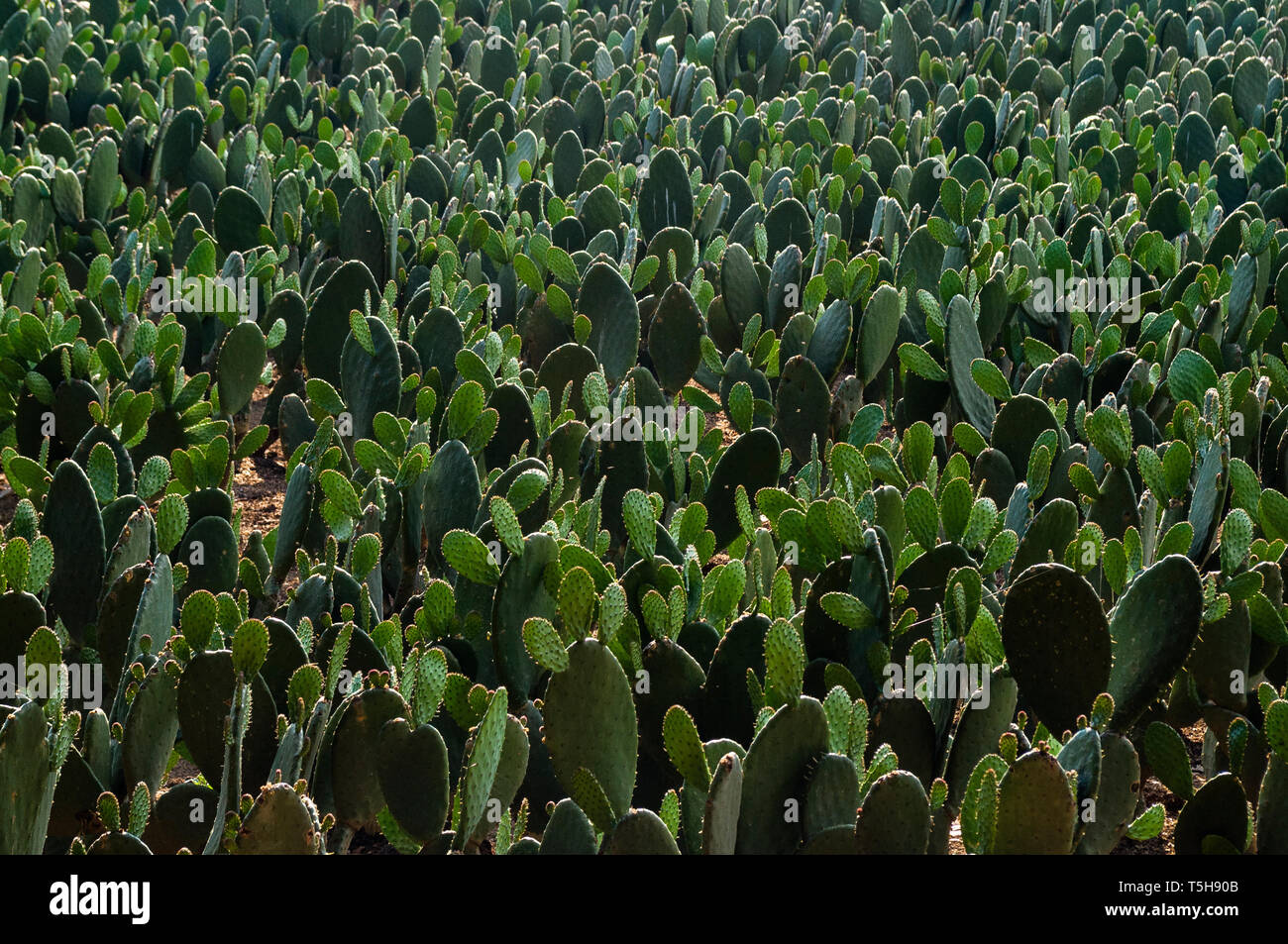 Cactus Feld Stockfoto