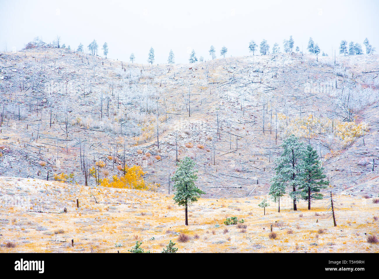 Gelbe Aspen Bäume im Schnee Stockfoto