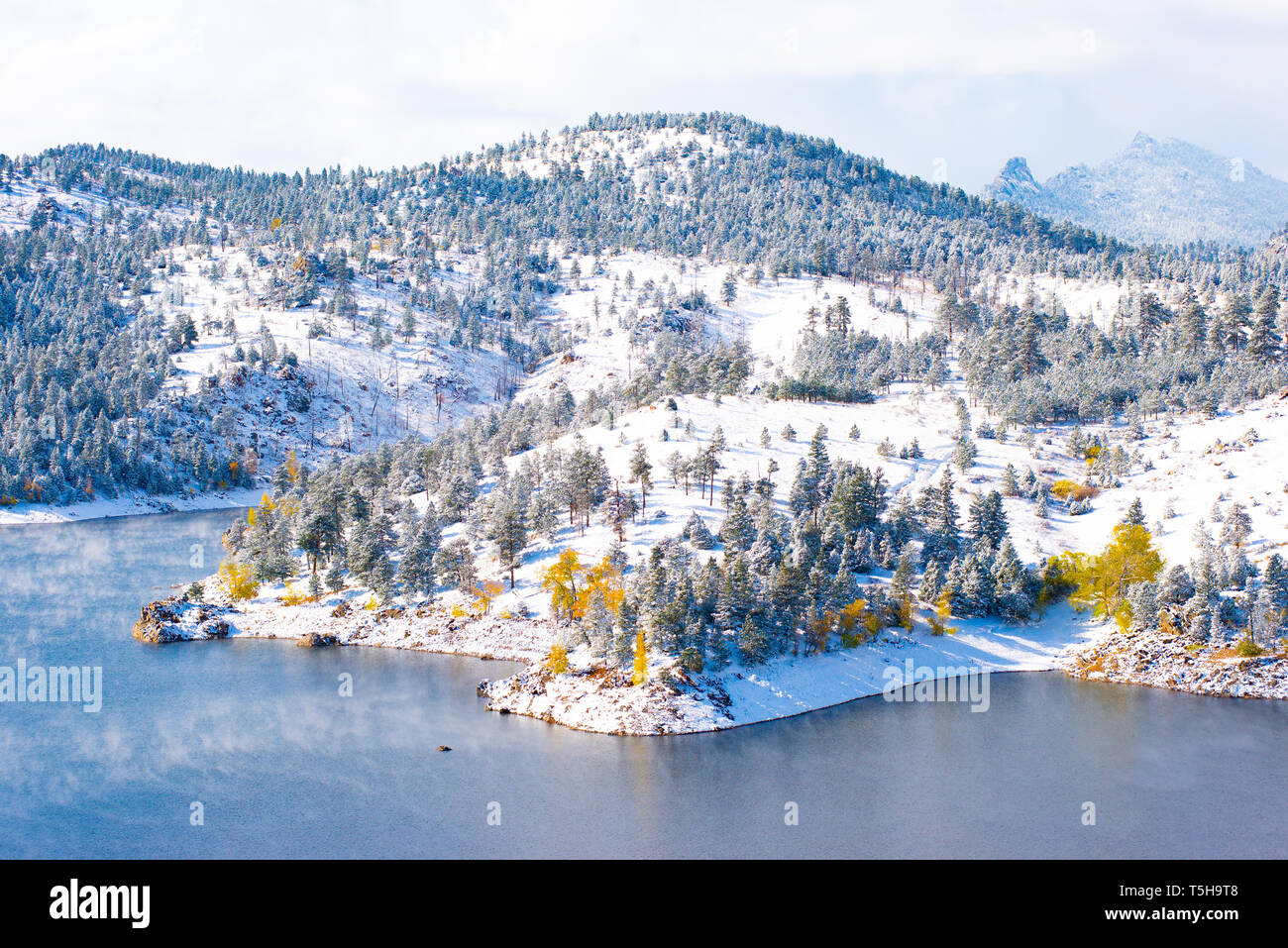 Gelbe Aspen Bäume im Schnee Stockfoto