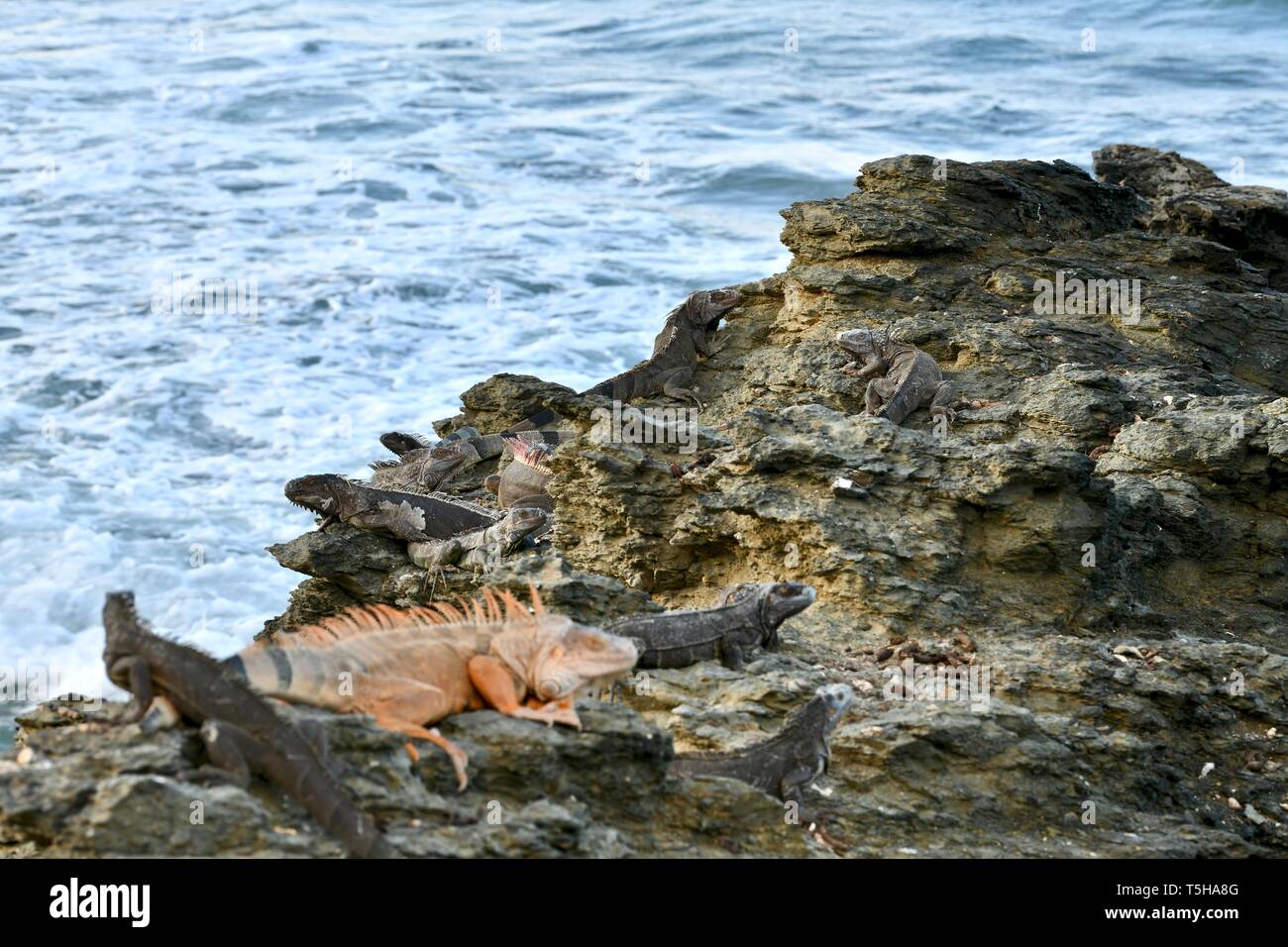 Iguana auf einem felsigen Ufer in St. Croix, United States Virgin Islands Stockfoto