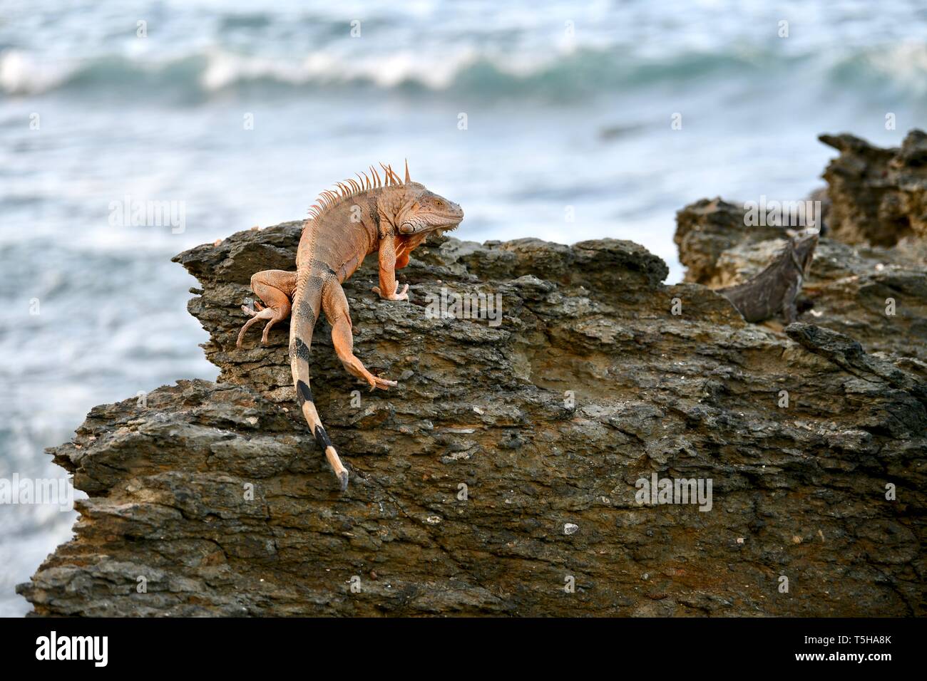 Iguana auf einem felsigen Ufer in St. Croix, United States Virgin Islands Stockfoto