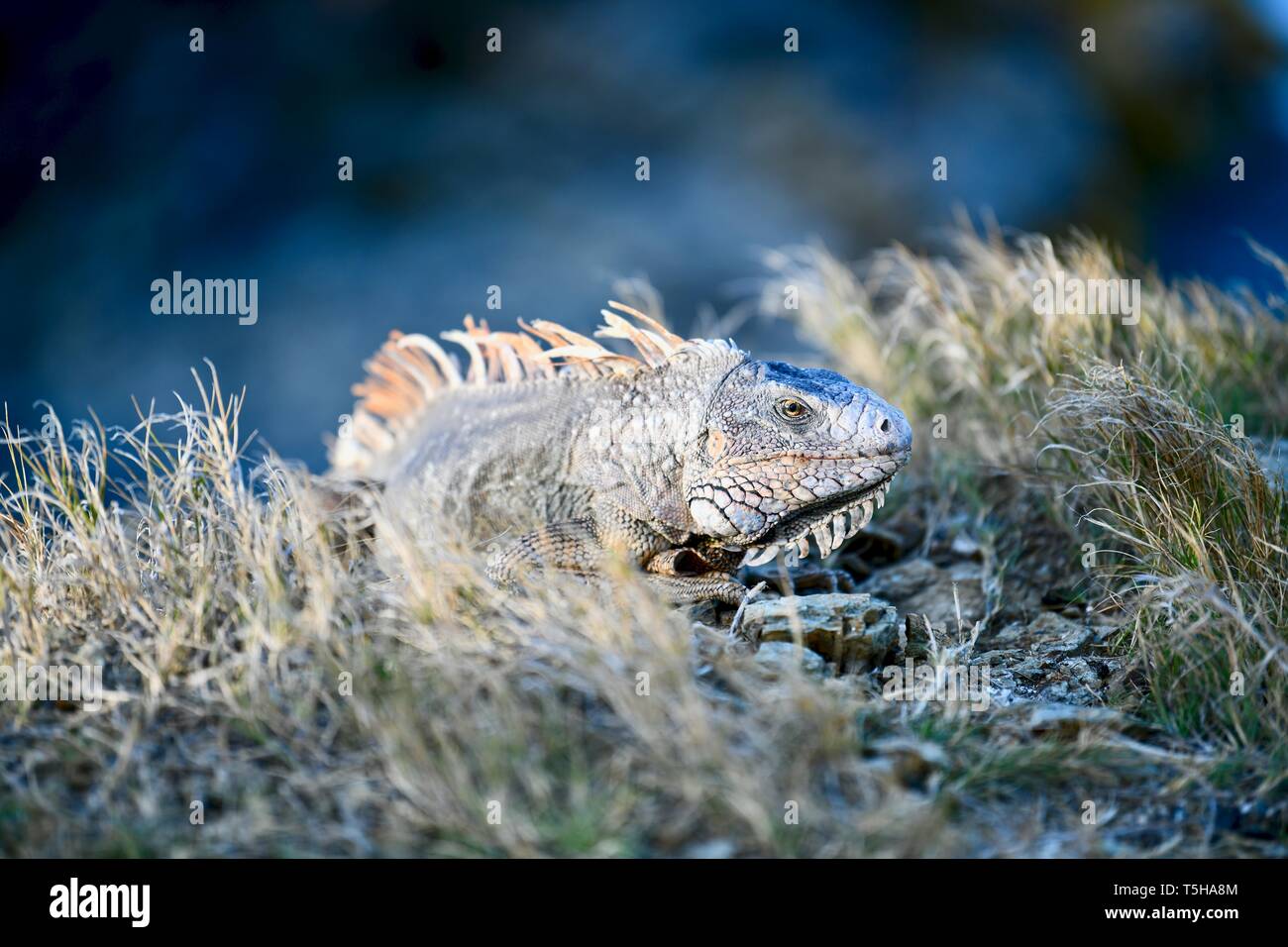 Iguana auf einem felsigen Ufer in St. Croix, United States Virgin Islands Stockfoto