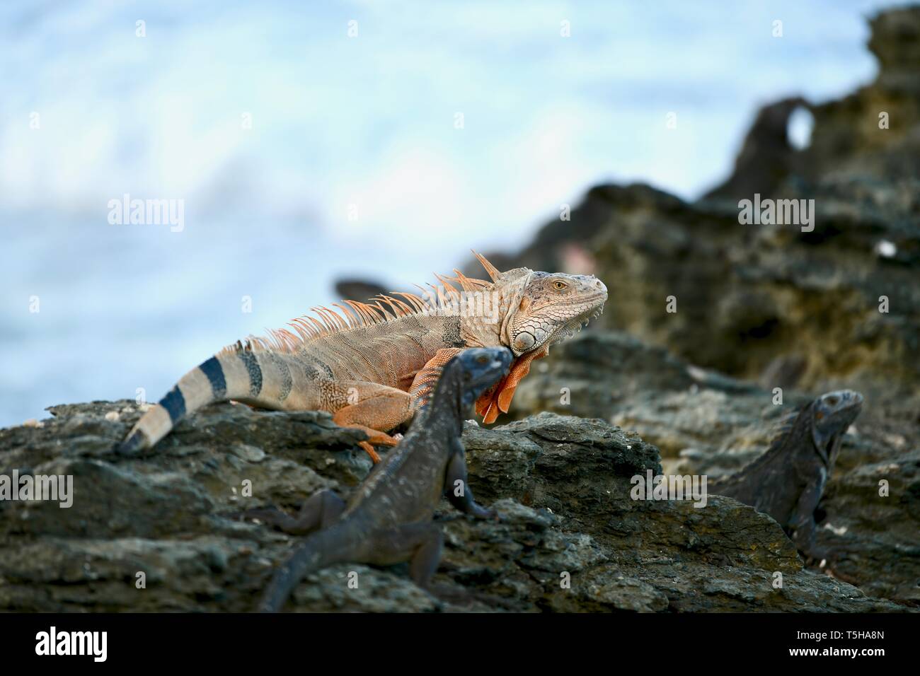 Iguana auf einem felsigen Ufer in St. Croix, United States Virgin Islands Stockfoto