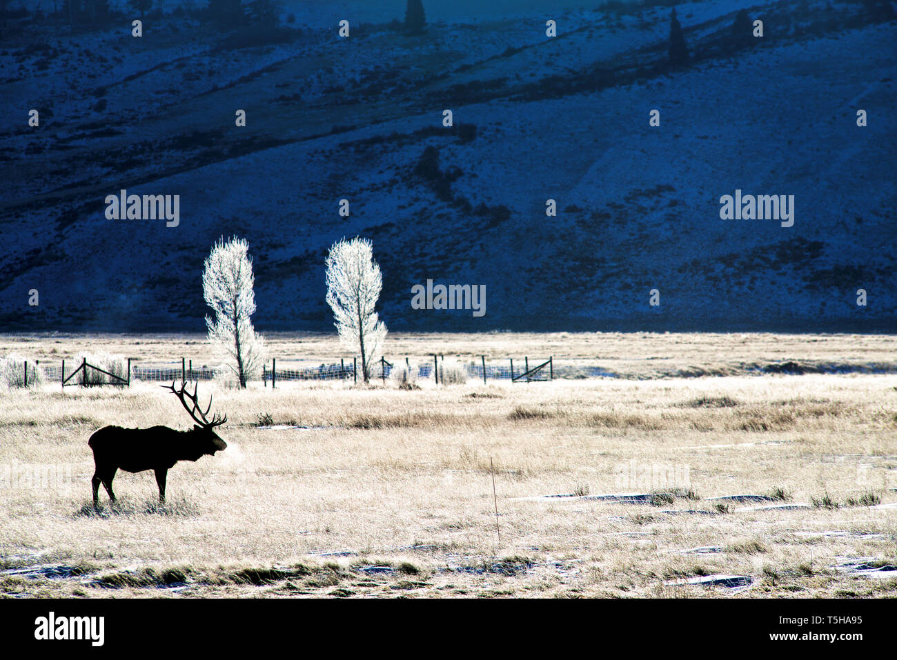 Ein Bullenelch mit großen Geweihen steht im Winter auf einem Feld in Jackson, Wyoming, Nordamerika Stockfoto