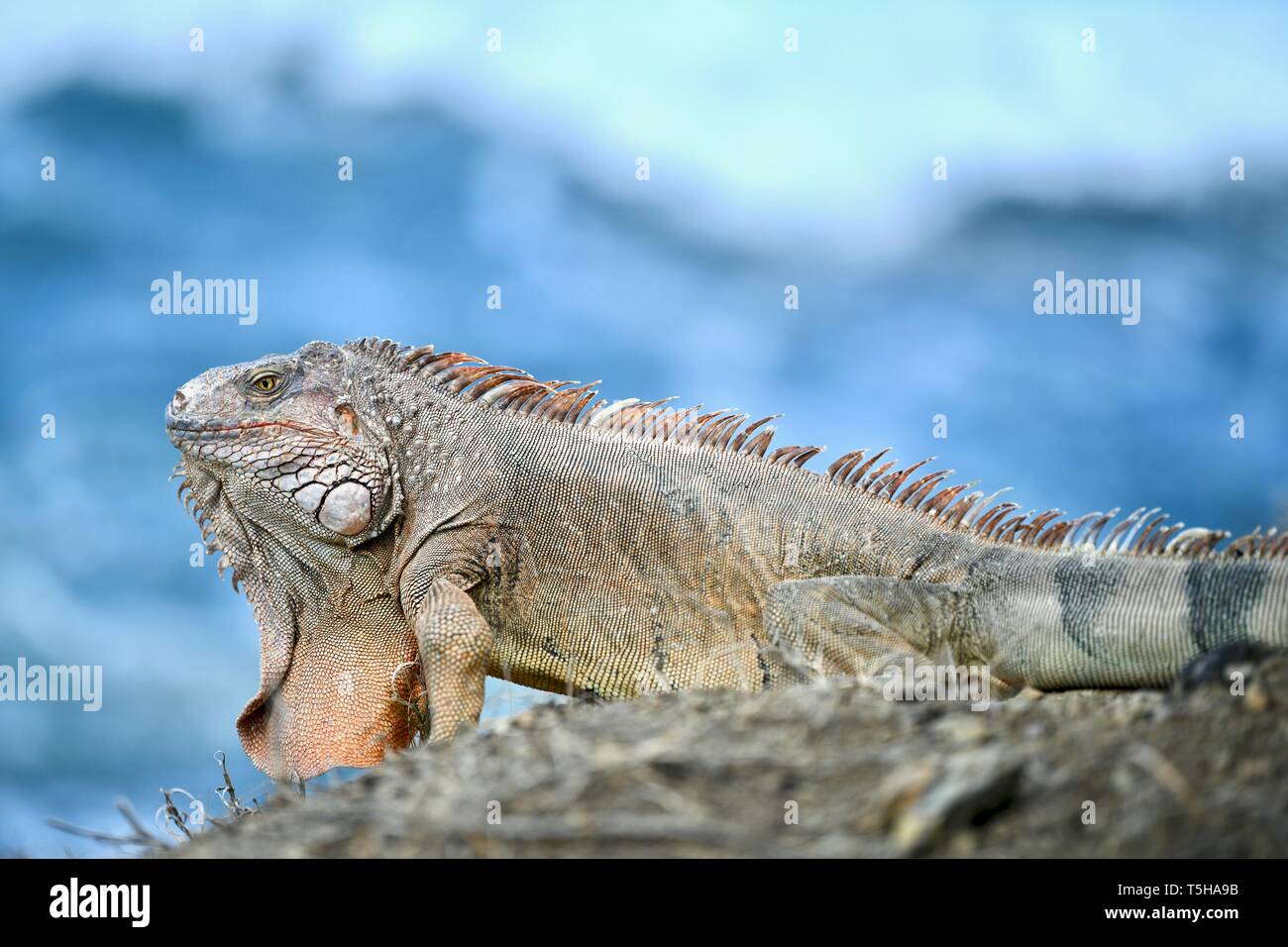 Iguana auf einem felsigen Ufer in St. Croix, United States Virgin Islands Stockfoto