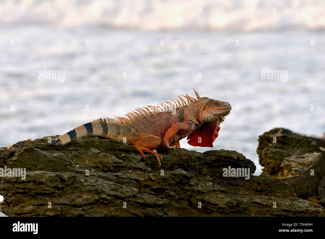 Iguana auf einem felsigen Ufer in St. Croix, United States Virgin Islands Stockfoto