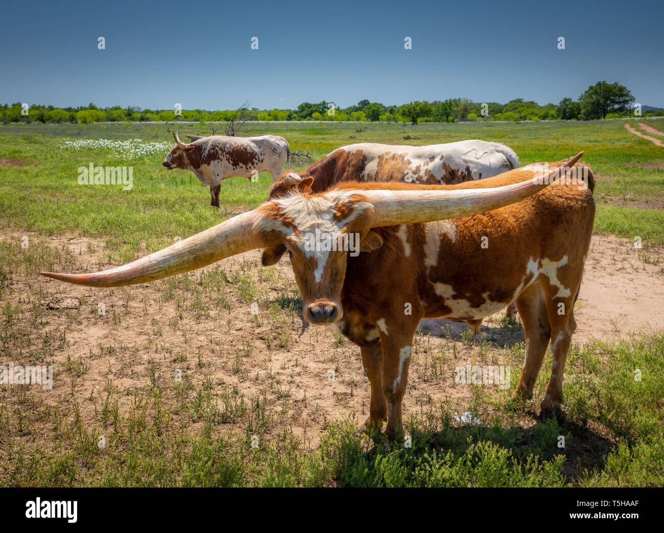 Longhorn Rinder unter Bluebonnets im Texas Hill Country. Stockfoto