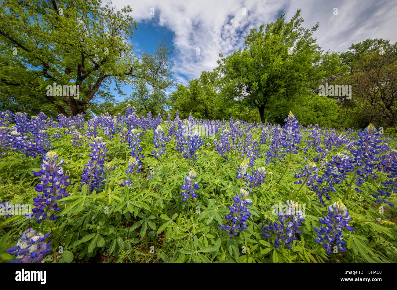 Das Texas Hill Country ist ein fünfundzwanzig County Region Central Texas und South Texas mit karst Topographie und hohen schroffen Hügeln bestehend aus Stockfoto