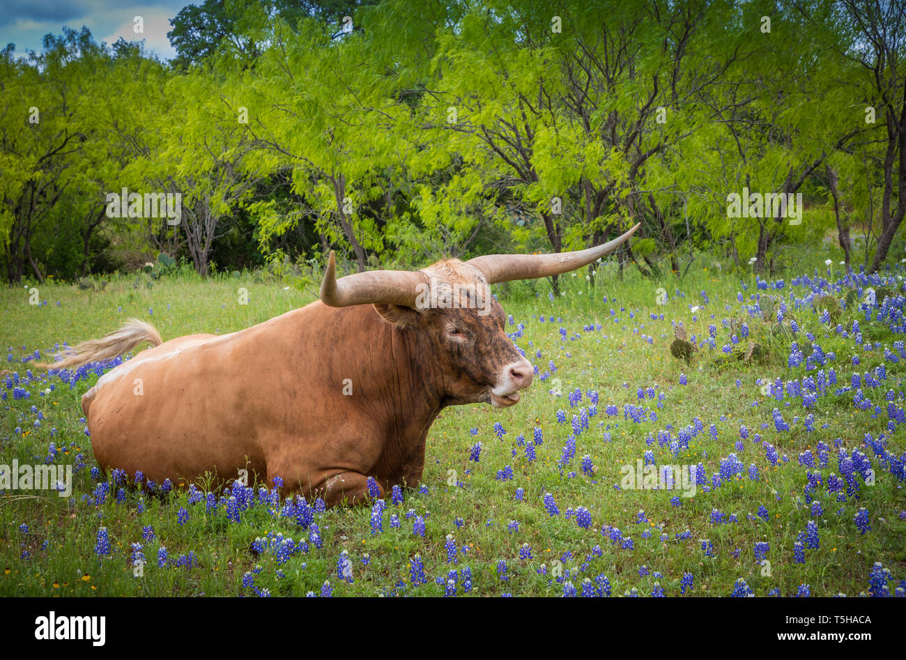 Longhorn Rinder unter Bluebonnets im Texas Hill Country. Stockfoto