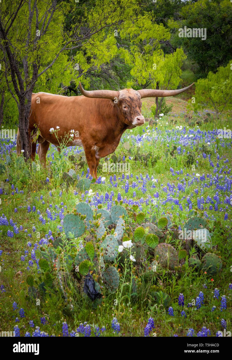 Longhorn Rinder unter Bluebonnets im Texas Hill Country. Stockfoto