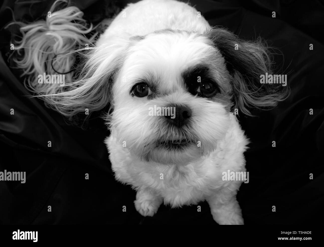 Hund Shitzu posieren für Bild in Schwarz und Weiß Stockfoto