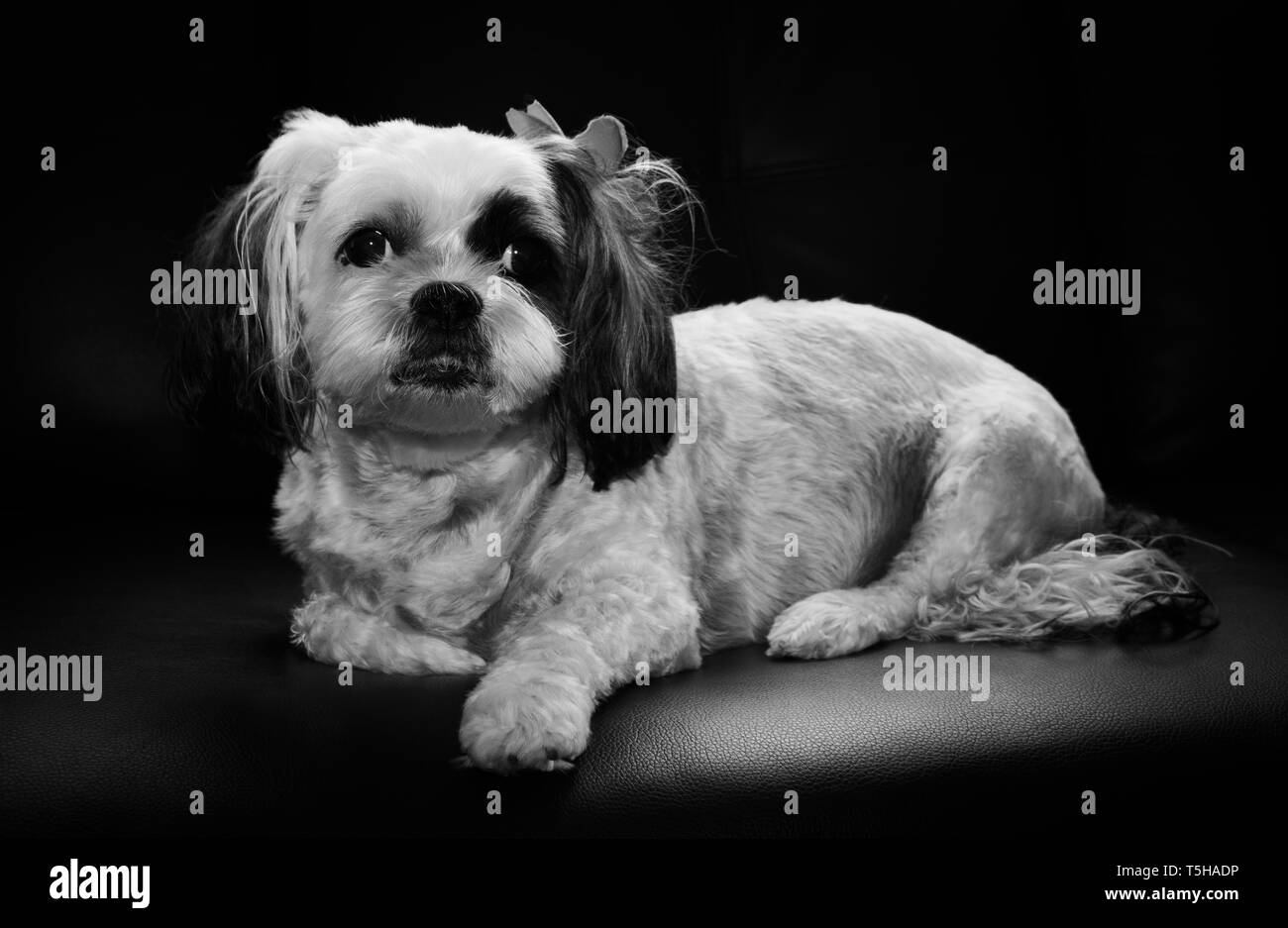 Hund Shitzu posieren für Bild in Schwarz und Weiß Stockfoto