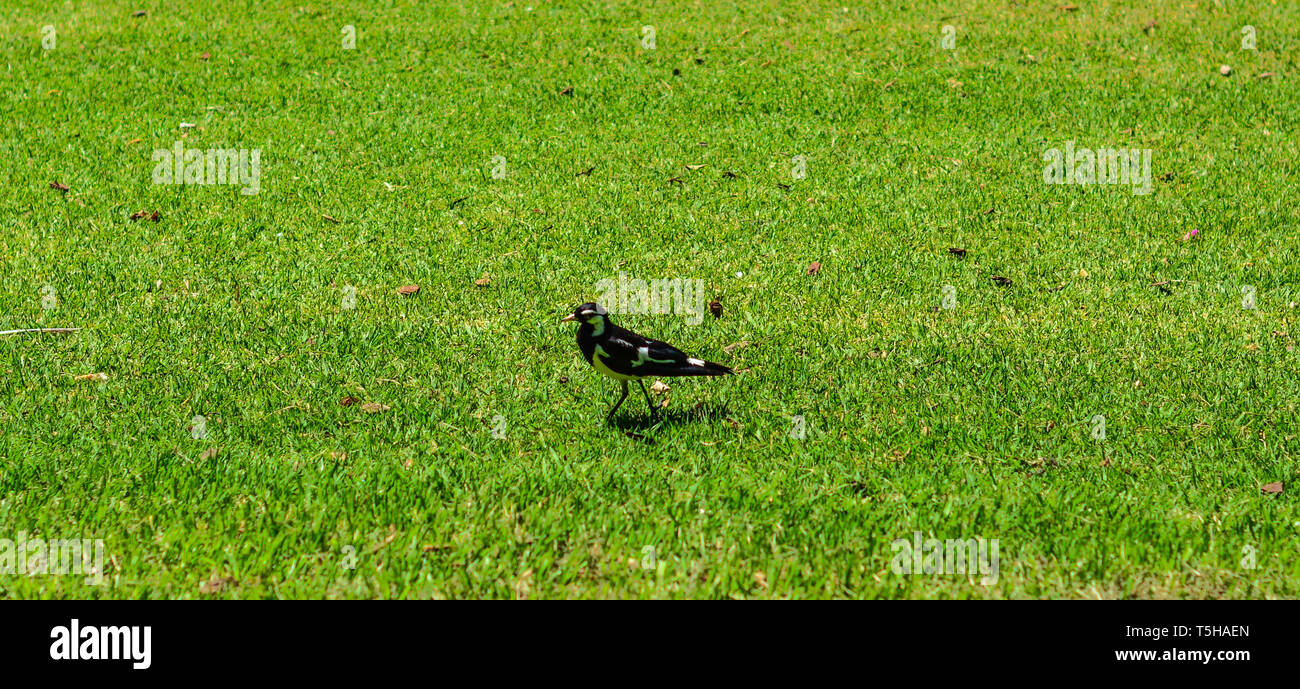 Magpie-Lark Vogel, im Park wandern auf dem Gras, magpie imitiert Farben. Stockfoto