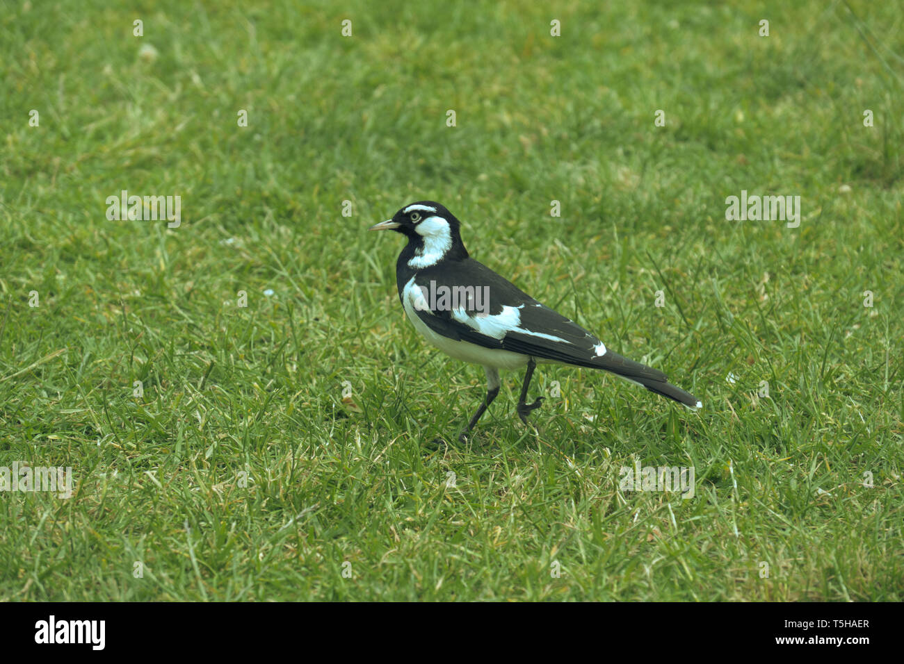 Magpie-Lark Vogel, im Park wandern auf dem Gras, magpie imitiert Farben. Close Up. Stockfoto