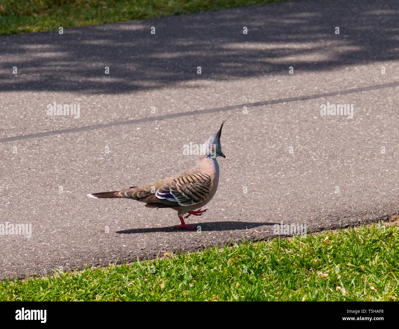 Taube marschieren auf einem Fußweg Crested Stockfoto