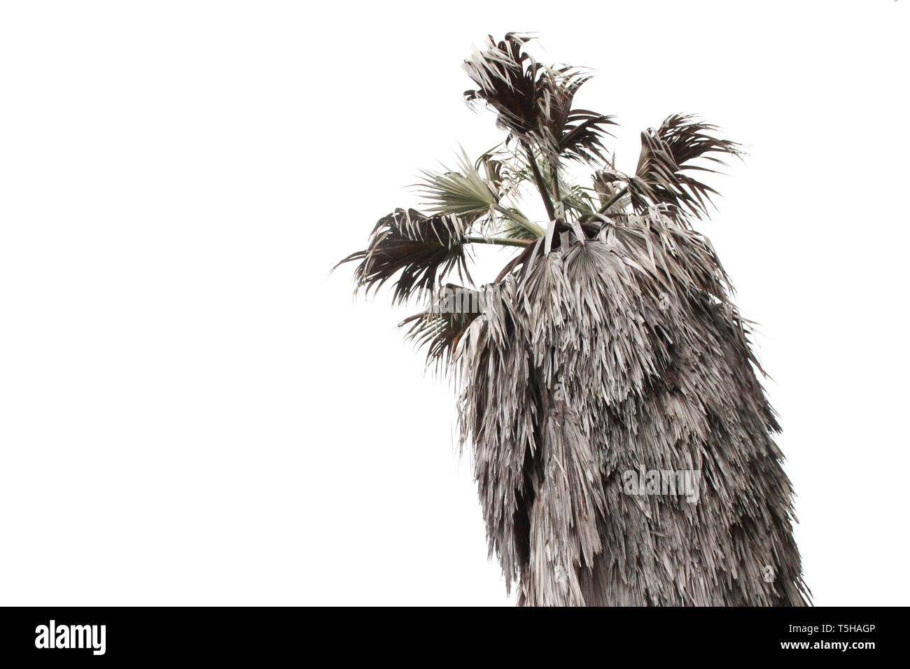 Große Palme isoliert auf weißem Hintergrund Stockfoto
