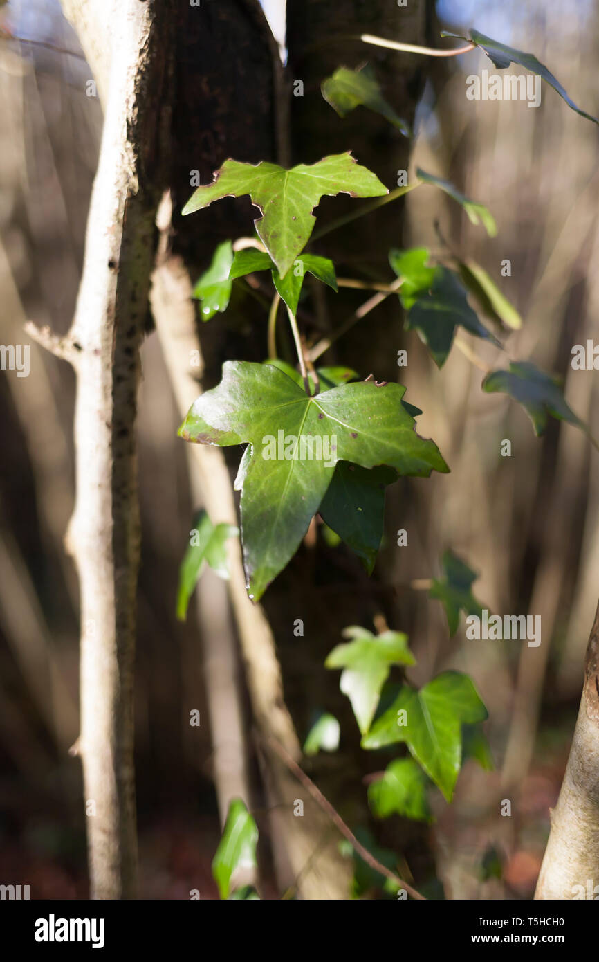 Efeu wächst in Wäldern Stockfoto