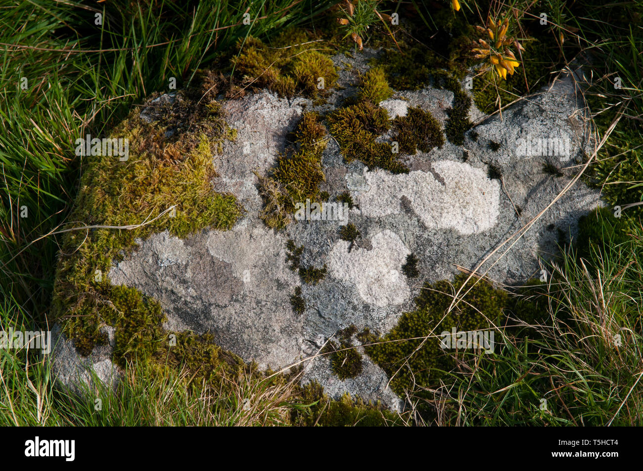 Stein bedeckt im Moos und in der Flechte in der Kerry-Landschaft. /Stein bedeckt in Moos und Flechten in die irische Landschaft, Co.Kerry, Irland. Stockfoto
