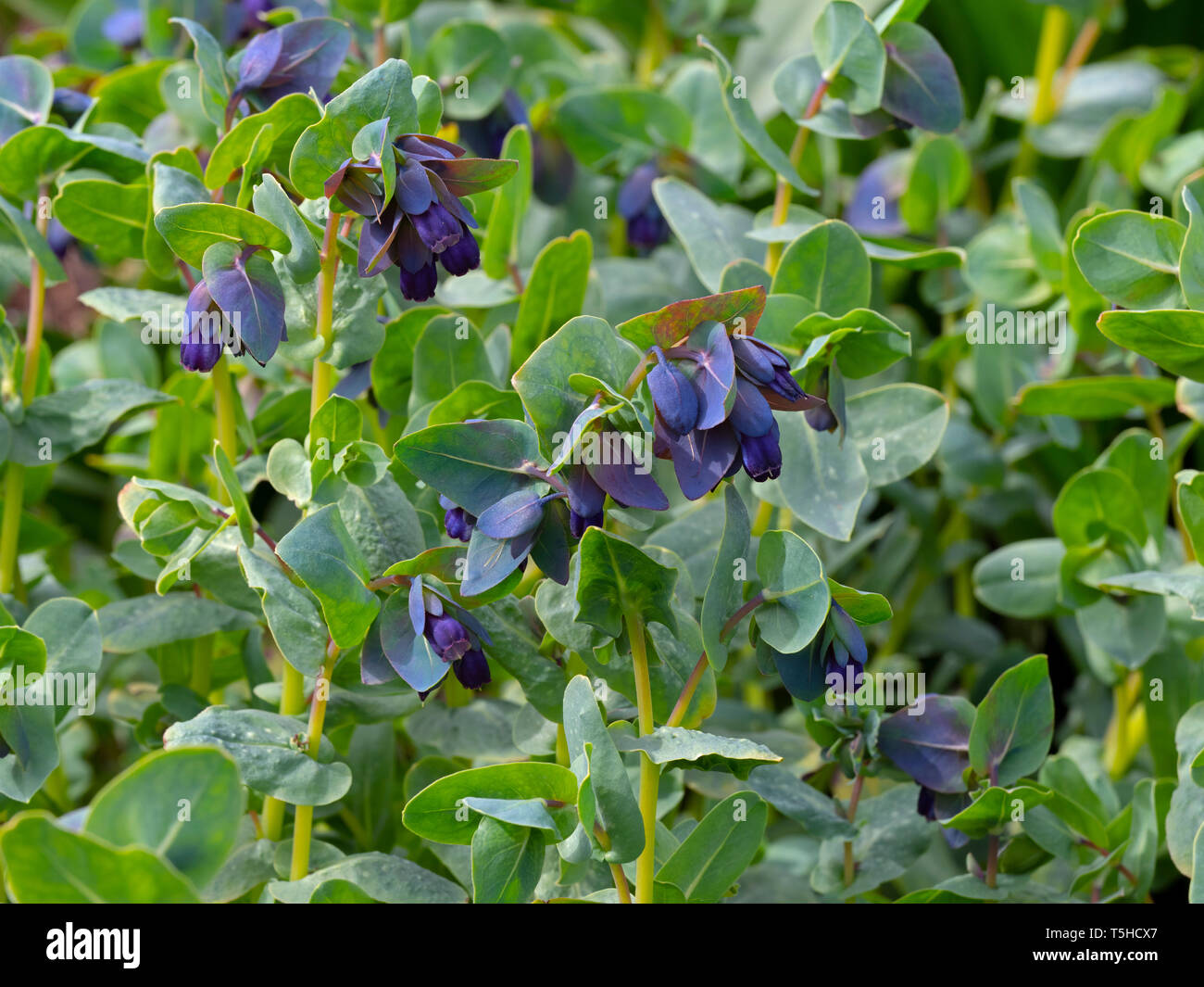 Honeywort Cerinthe major 'Purpurascens' Stockfoto