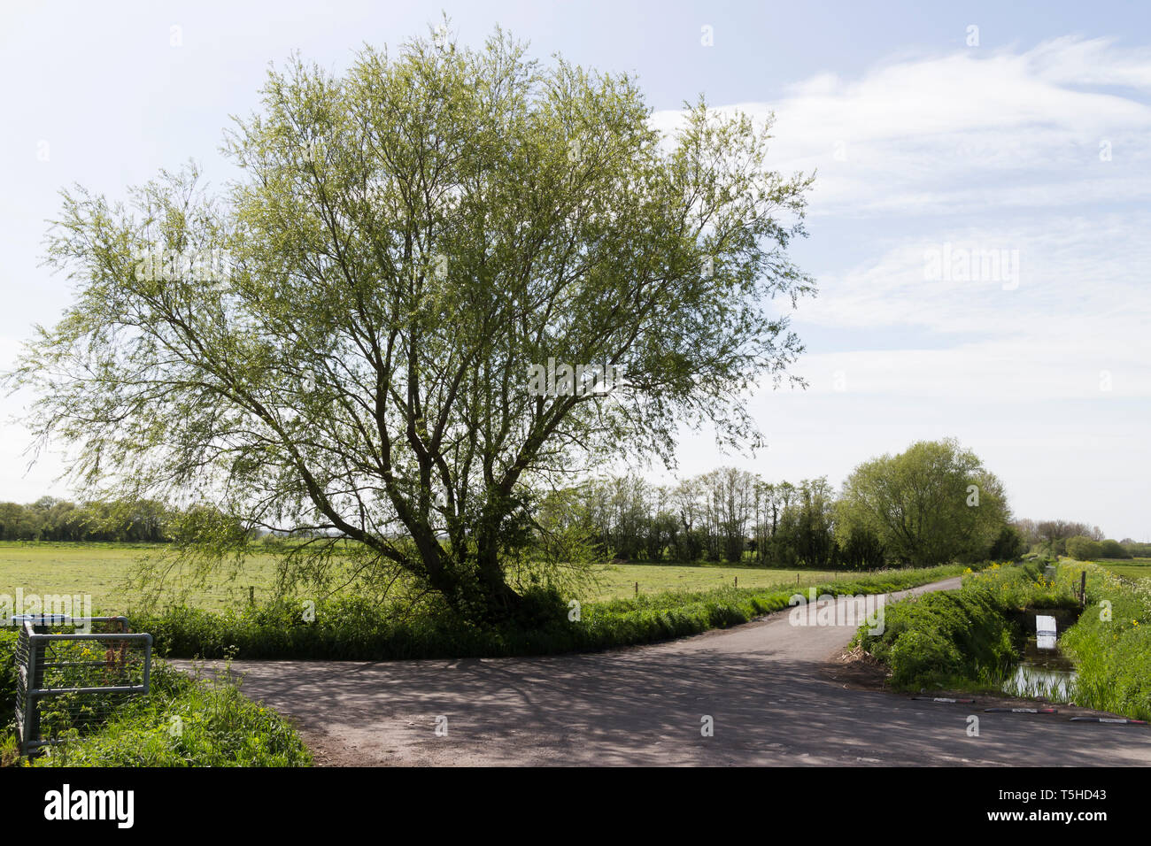 Willow Tree, Somerset, Großbritannien Stockfoto