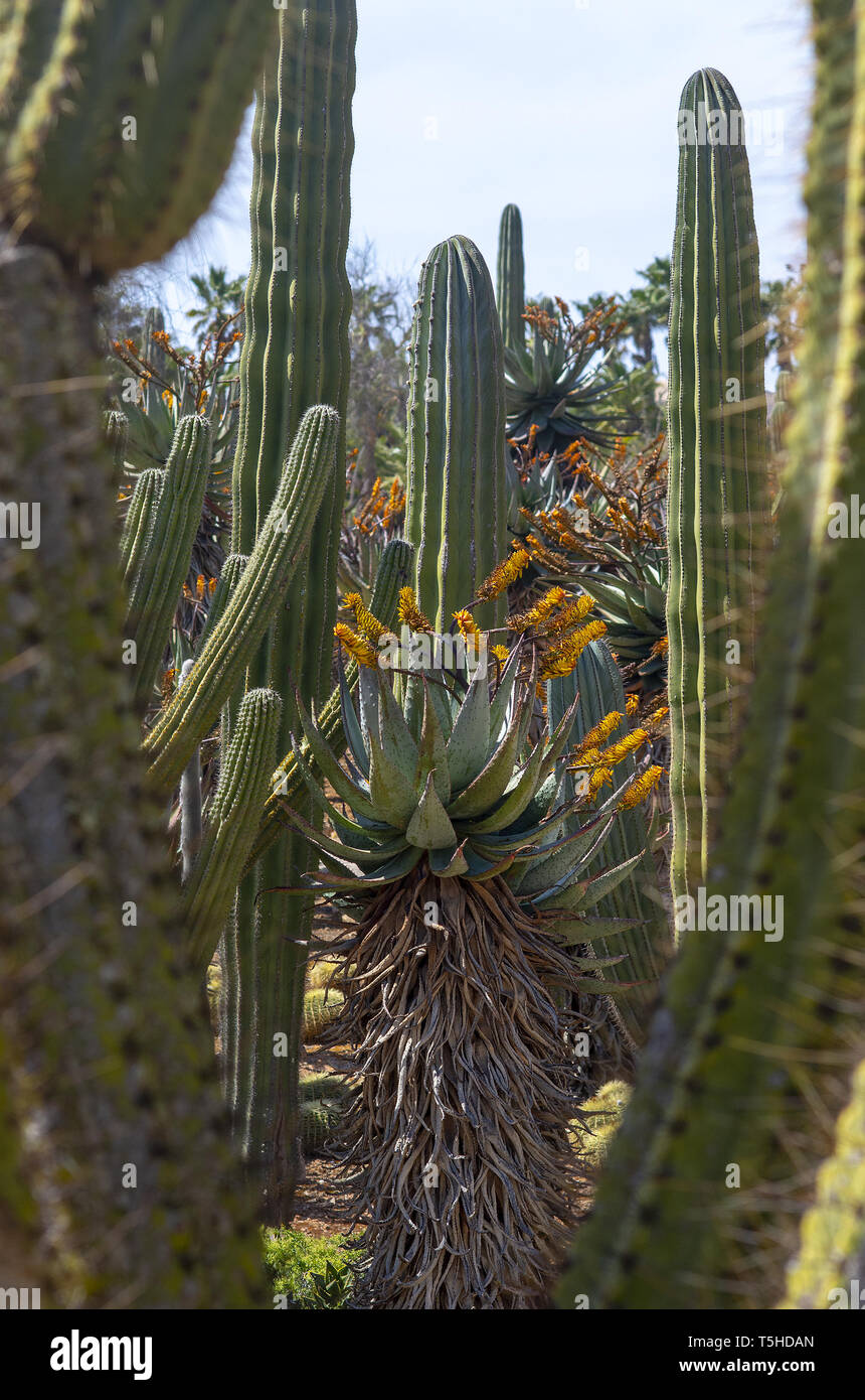 SES SALINES, MALLORCA, SPANIEN - 15 April, 2019: Kakteen und Sukkulenten in ariden Landschaft park Botanicactus am 15. April 2019 in Ses Salines, Mallo Stockfoto