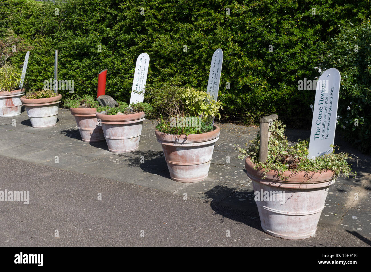Linie der großen gepflanzt Terracotta Töpfen mit Informationen Etiketten, Woburn Abbey Gardens, Bedfordshire, Großbritannien Stockfoto