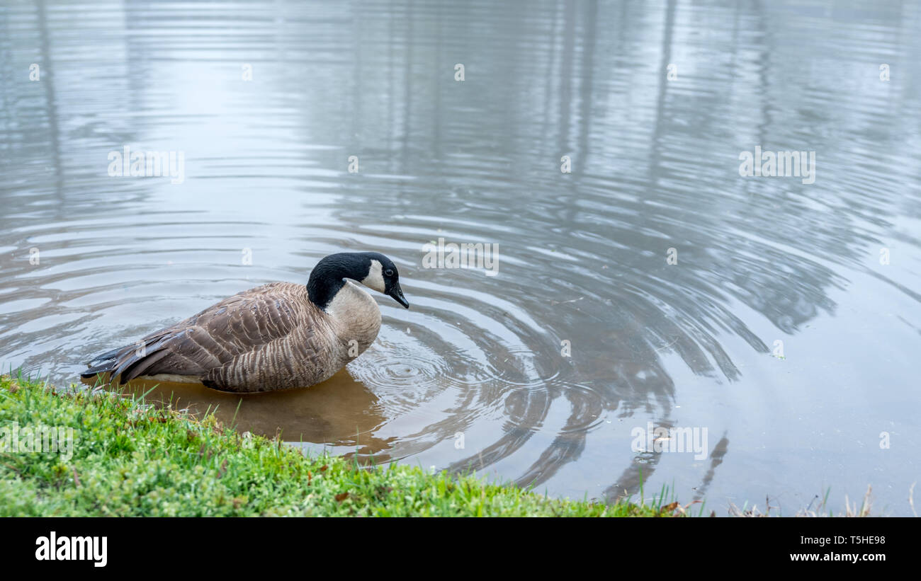 Wellen am teich Fotos und Bildmaterial in hoher Auflösung Alamy