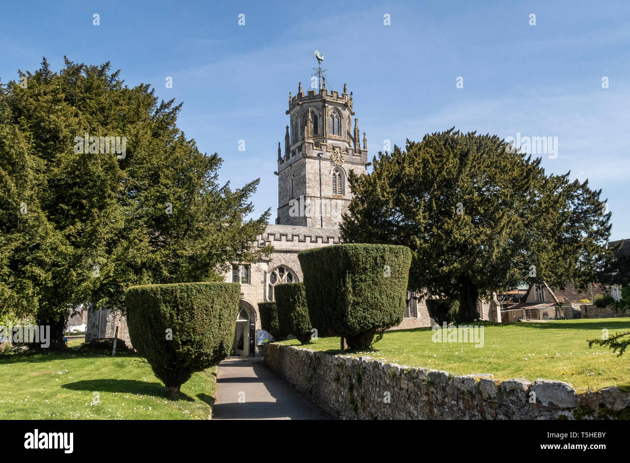 Die Kirche des hl. Andreas, Colyton, Devon. mit abgeschnittenen yew Bäume im Garten. Stockfoto