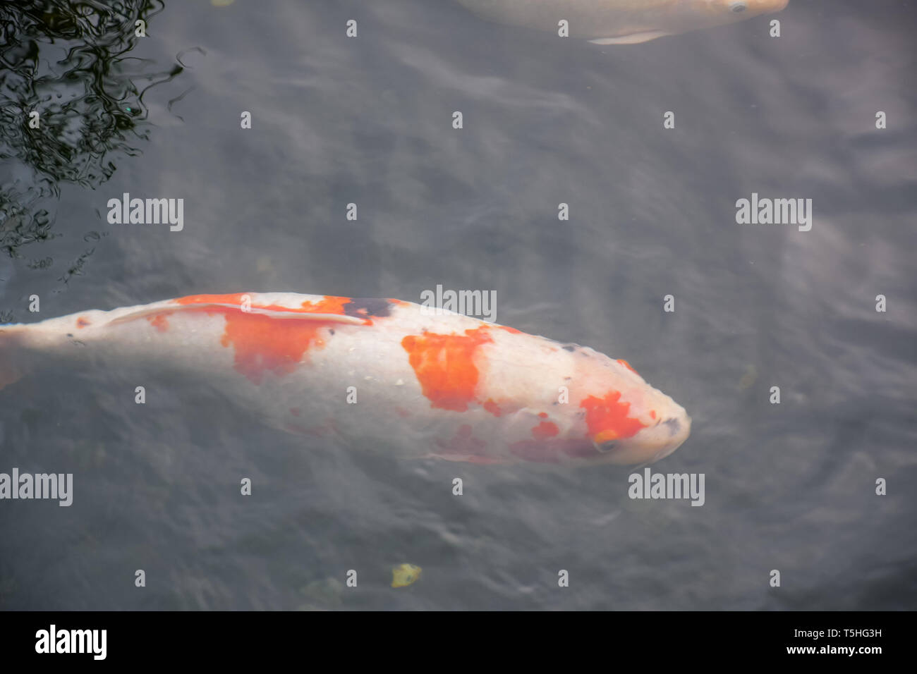 Koi karpfenschwimmen im teich Fotos und Bildmaterial in hoher